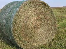 Hay For Sale