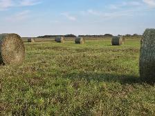Hay For Sale - Photo 2