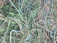 Hay For Sale - Photo 3