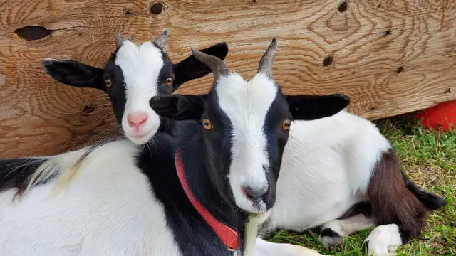 Nigerian Dwarf Goats