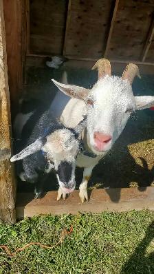 Nigerian Dwarf Goats - Photo 2