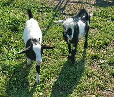 Nigerian Dwarf Goats - Photo 3
