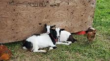 Nigerian Dwarf Goats - Photo 4