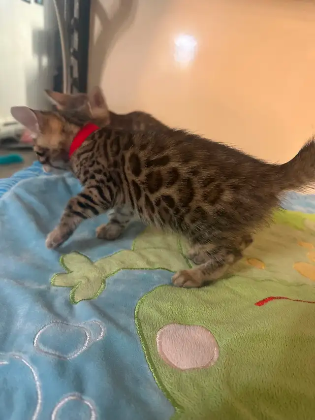 2 bb bengal