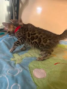 2 bb bengal