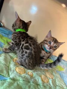 2 bb bengal - Photo 4