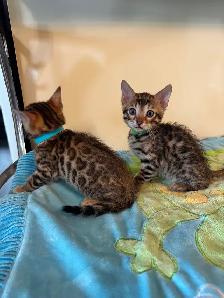 2 bb bengal - Photo 5