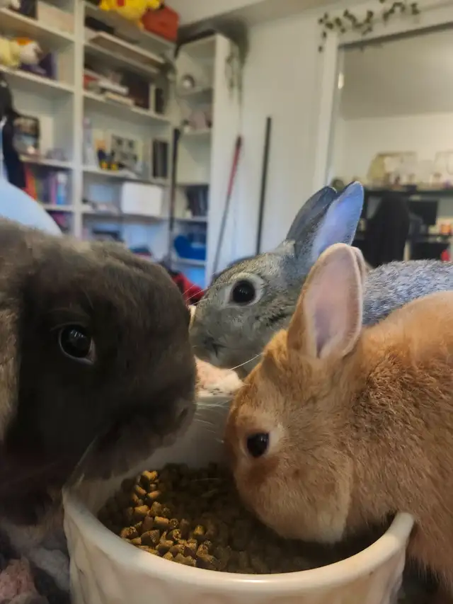 Bunnies looking for a new home