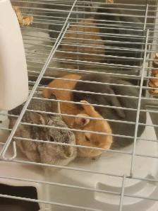 Bunnies looking for a new home - Photo 2