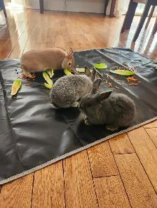 Bunnies looking for a new home - Photo 4