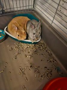 Bunnies looking for a new home - Photo 5