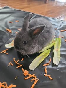 Bunnies looking for a new home - Photo 6