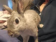 Bunnies looking for a new home - Photo 7