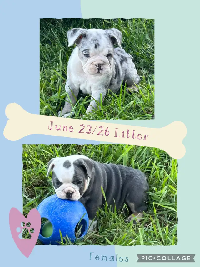 Bantam Bulldog Puppies
