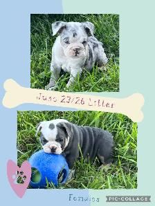 Bantam Bulldog Puppies