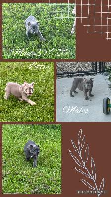 Bantam Bulldog Puppies - Photo 3