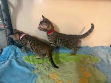 2 bb bengal - Photo 3