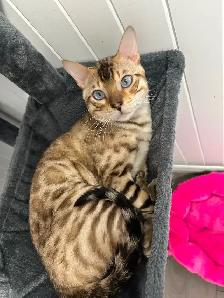 2 bb bengal - Photo 9