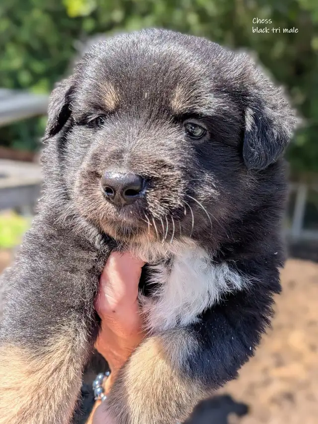 Registered Mini Australian Shepherd Puppies ❤️