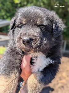 Registered Mini Australian Shepherd Puppies ❤️