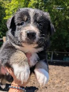 Registered Mini Australian Shepherd Puppies ❤️ - Photo 2