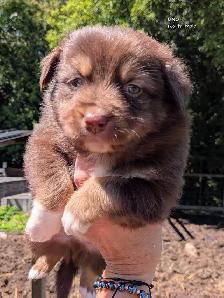 Registered Mini Australian Shepherd Puppies ❤️ - Photo 3