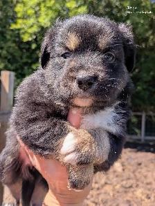 Registered Mini Australian Shepherd Puppies ❤️ - Photo 4