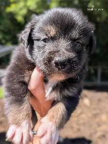 Registered Mini Australian Shepherd Puppies ❤️ - Photo 5