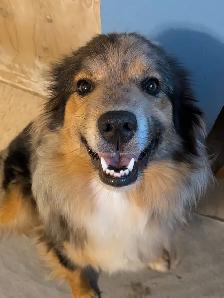 Registered Mini Australian Shepherd Puppies ❤️ - Photo 6