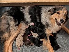 Registered Mini Australian Shepherd Puppies ❤️ - Photo 7