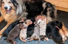 Registered Mini Australian Shepherd Puppies ❤️ - Photo 8