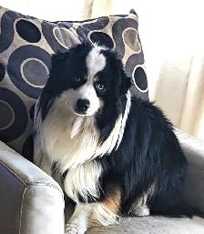 Registered Mini Australian Shepherd Puppies ❤️ - Photo 9