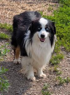 Registered Mini Australian Shepherd Puppies ❤️ - Photo 10