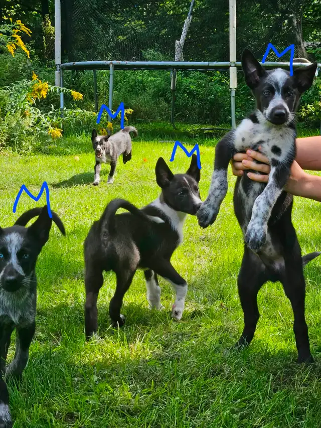 Magnifique chiots de types husky alaskan de 8 semaines