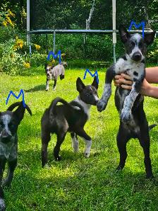 Magnifique chiots de types husky alaskan de 8 semaines