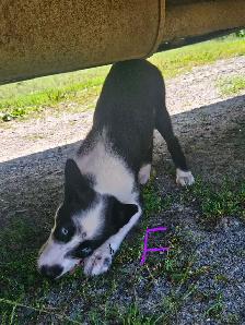 Magnifique chiots de types husky alaskan de 8 semaines - Photo 2