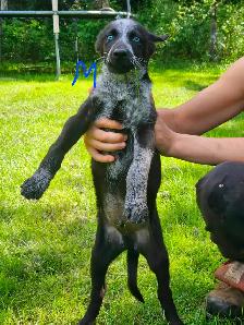Magnifique chiots de types husky alaskan de 8 semaines - Photo 3