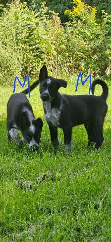 Magnifique chiots de types husky alaskan de 8 semaines - Photo 5