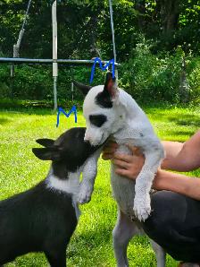 Magnifique chiots de types husky alaskan de 8 semaines - Photo 6
