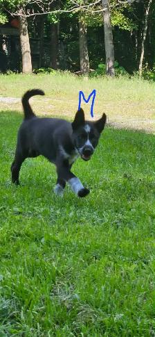 Magnifique chiots de types husky alaskan de 8 semaines - Photo 7