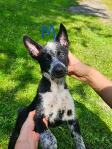 Magnifique chiots de types husky alaskan de 8 semaines - Photo 8