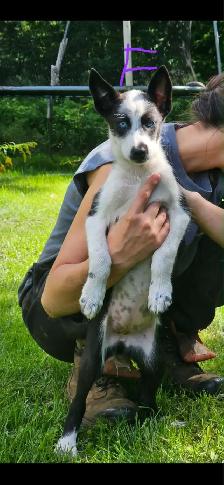 Magnifique chiots de types husky alaskan de 8 semaines - Photo 10