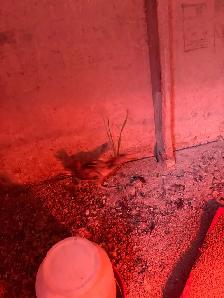 6 Spitzhauben Chicks For Sale