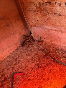 6 Spitzhauben Chicks For Sale - Photo 2