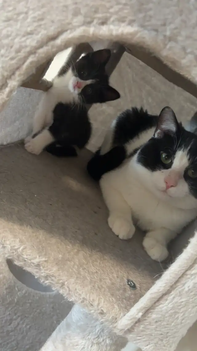 dad-Dior Kitty-MJ female