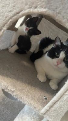 dad-Dior Kitty-MJ female