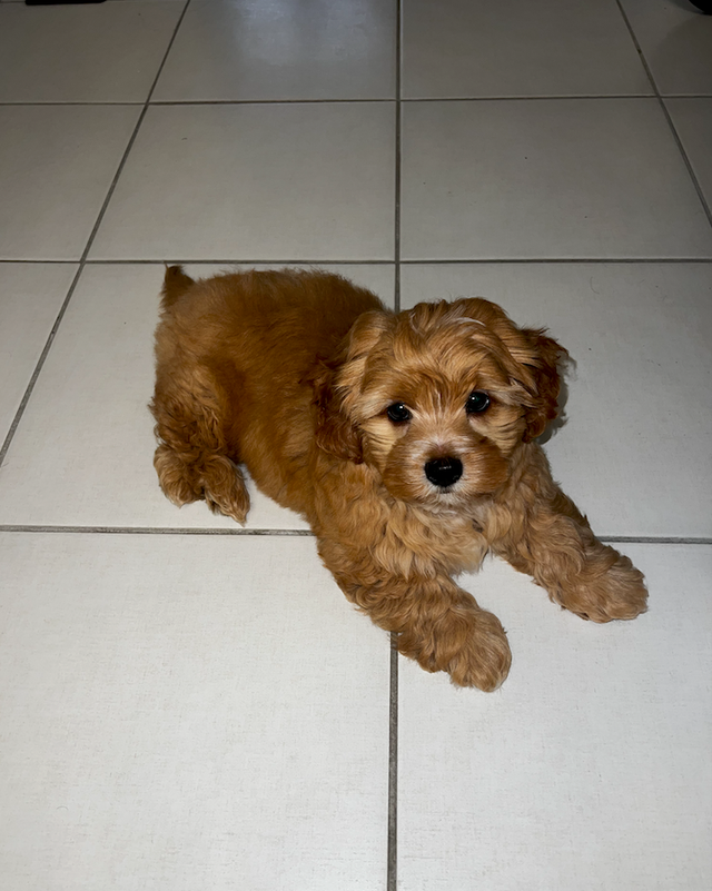 Very cute and small Shih-Poo Puppy - Male