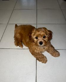 Very cute and small Shih-Poo Puppy - Male