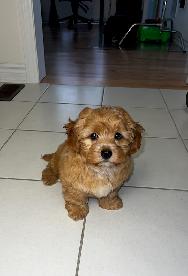 Very cute and small Shih-Poo Puppy - Male - Photo 2