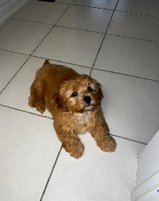 Very cute and small Shih-Poo Puppy - Male - Photo 3